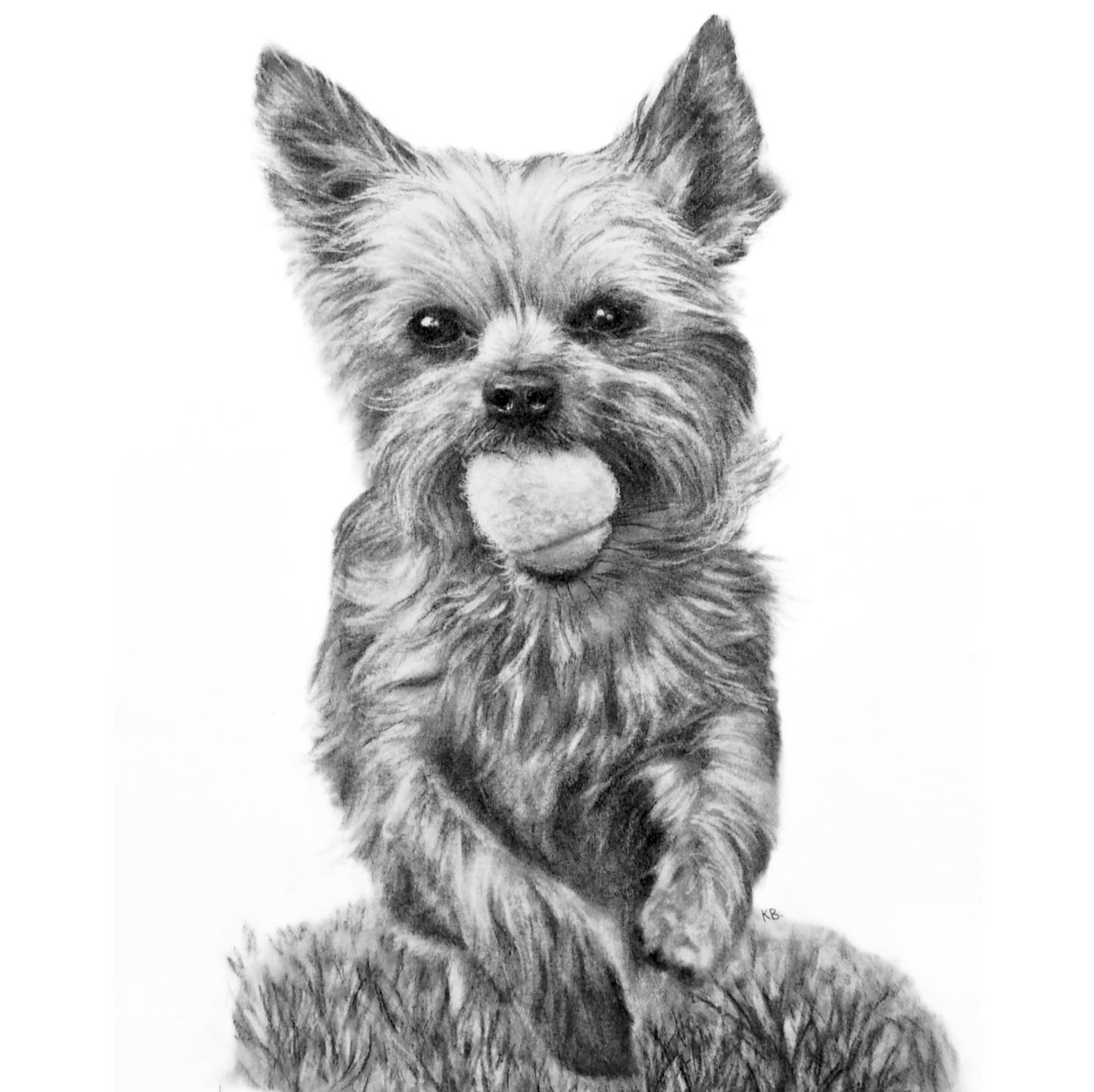 Yorkie