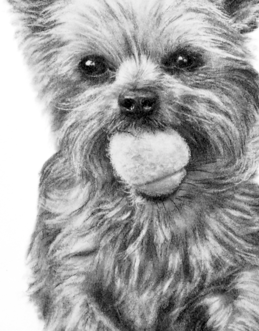 Yorkie
