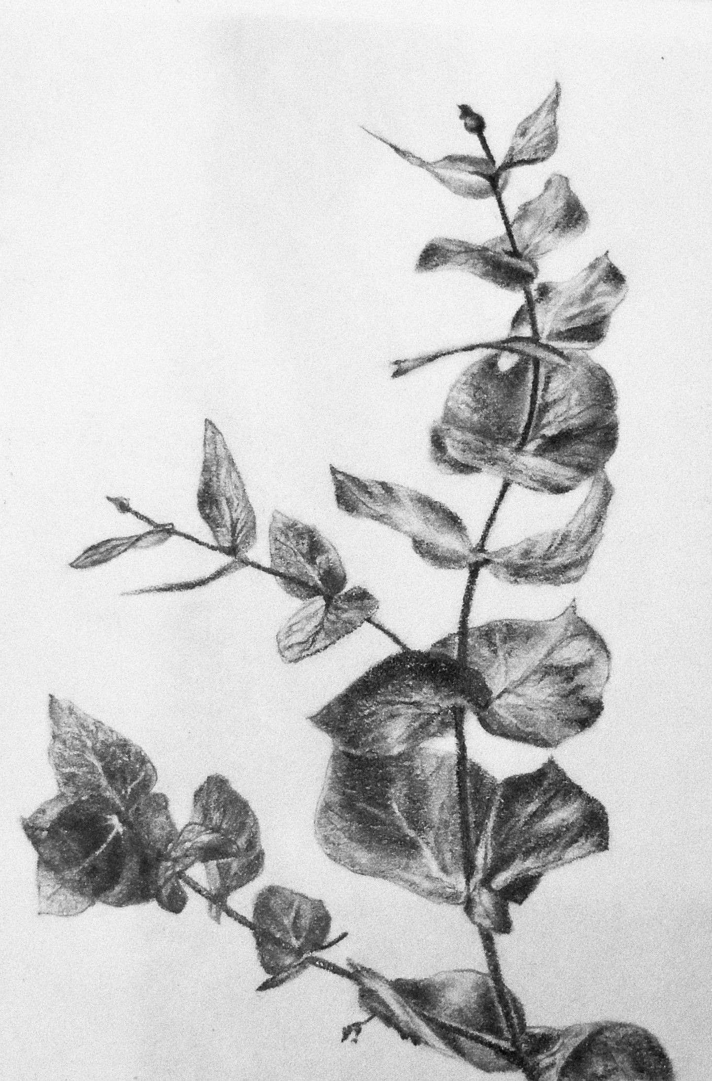 Eucalyptus