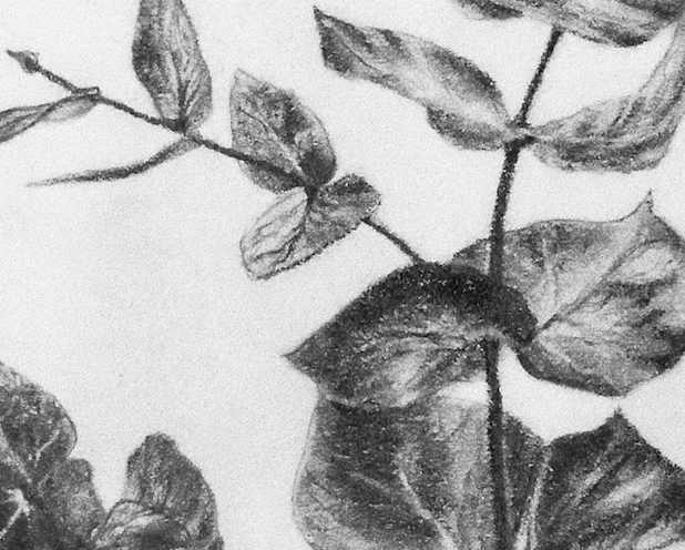 Eucalyptus