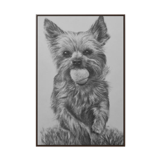 Yorkie (Gallery Canvas Wraps)