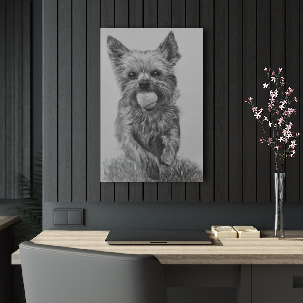 Yorkie (Acrylic Prints)
