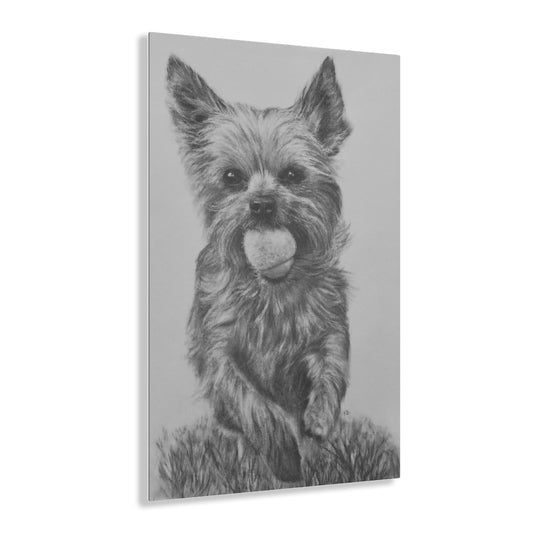 Yorkie (Acrylic Prints)