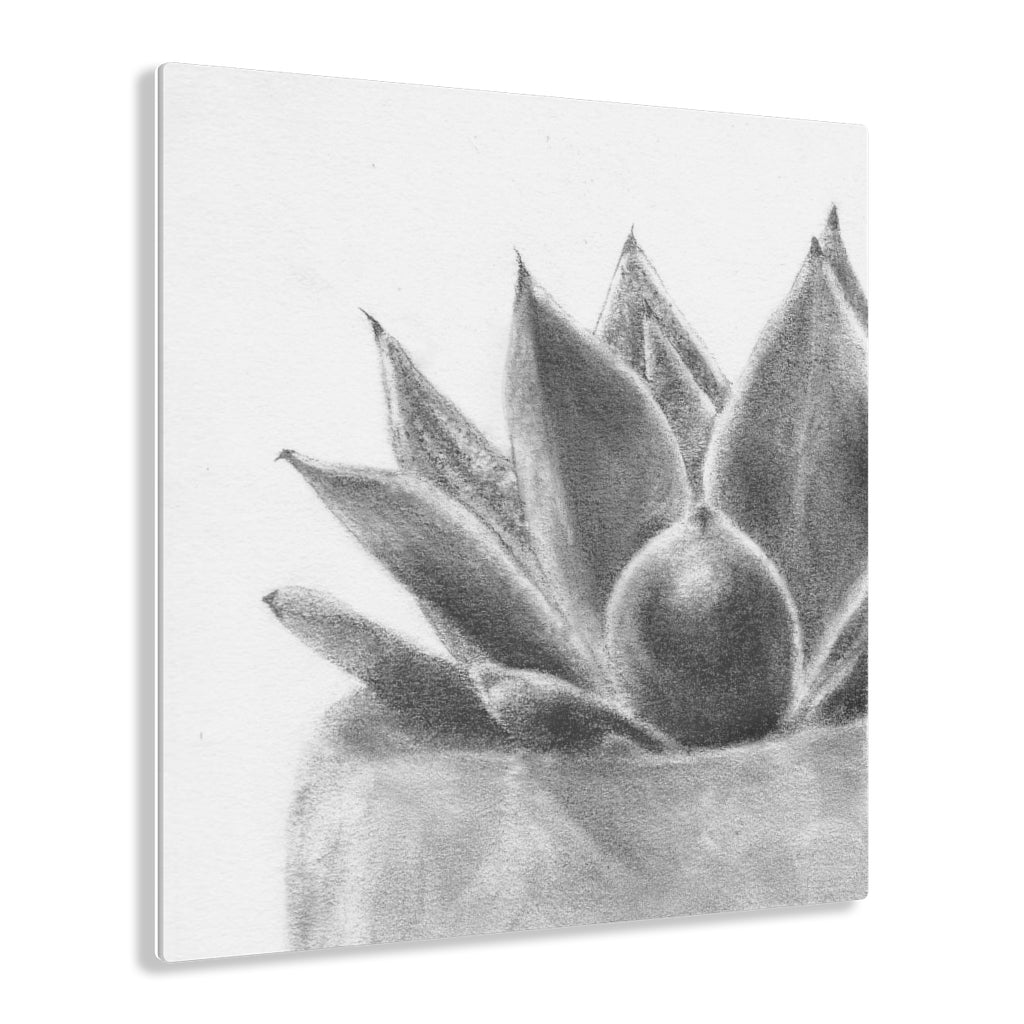 Succulent (Acrylic Prints)