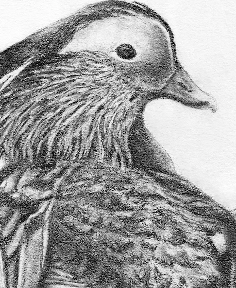 Lake Bird