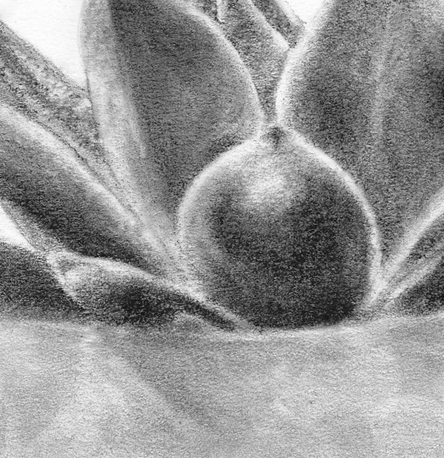 Succulent