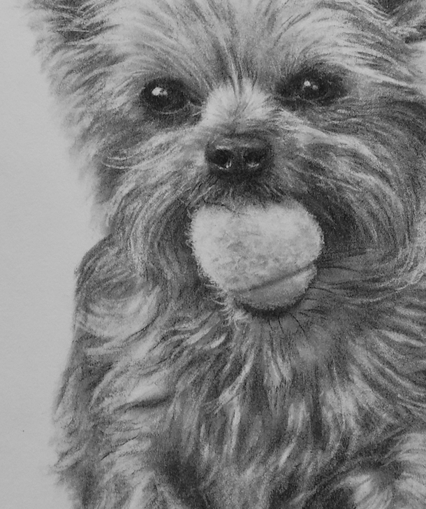 Yorkie