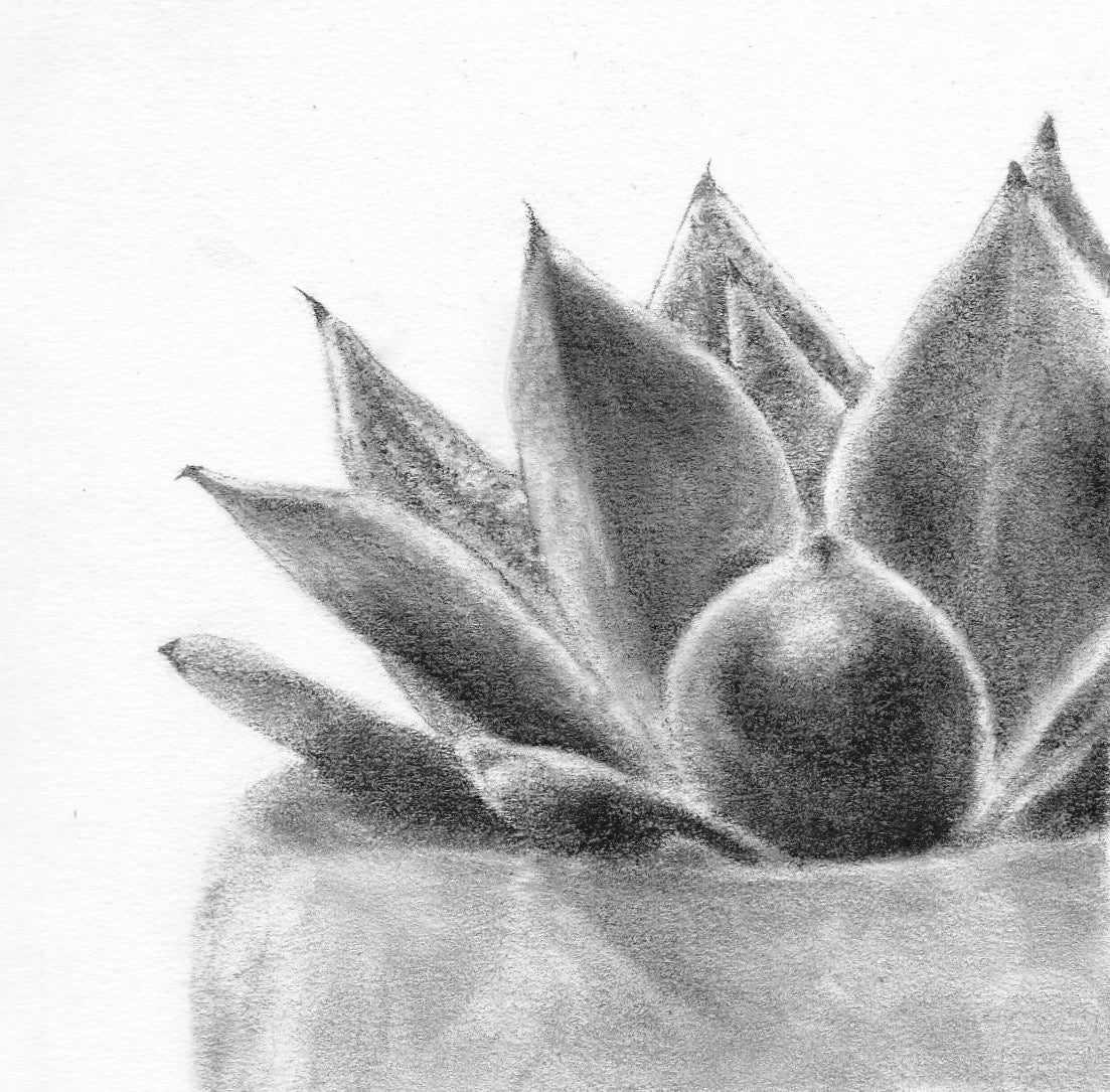 Succulent