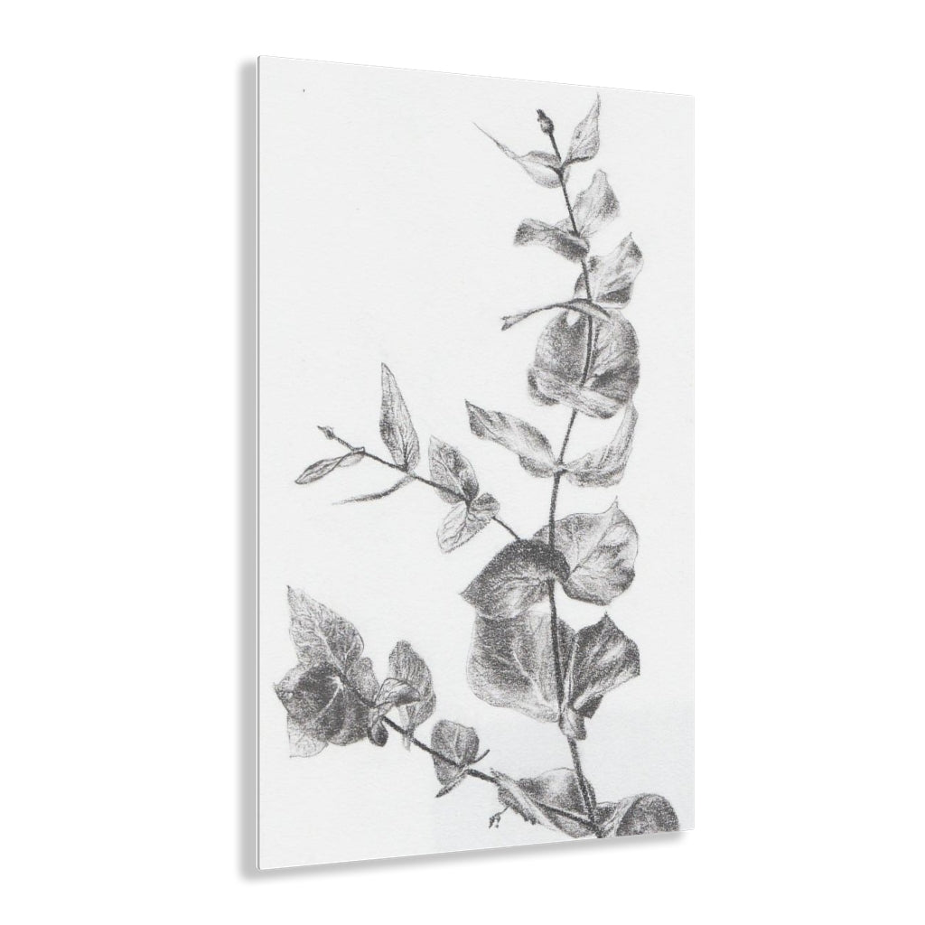 Eucalyptus (Acrylic Prints)